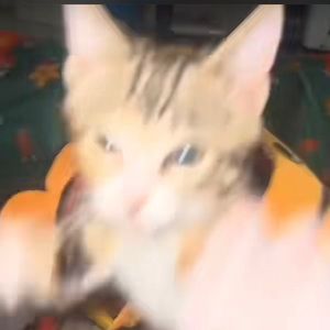 Meet your Posher, Adeline